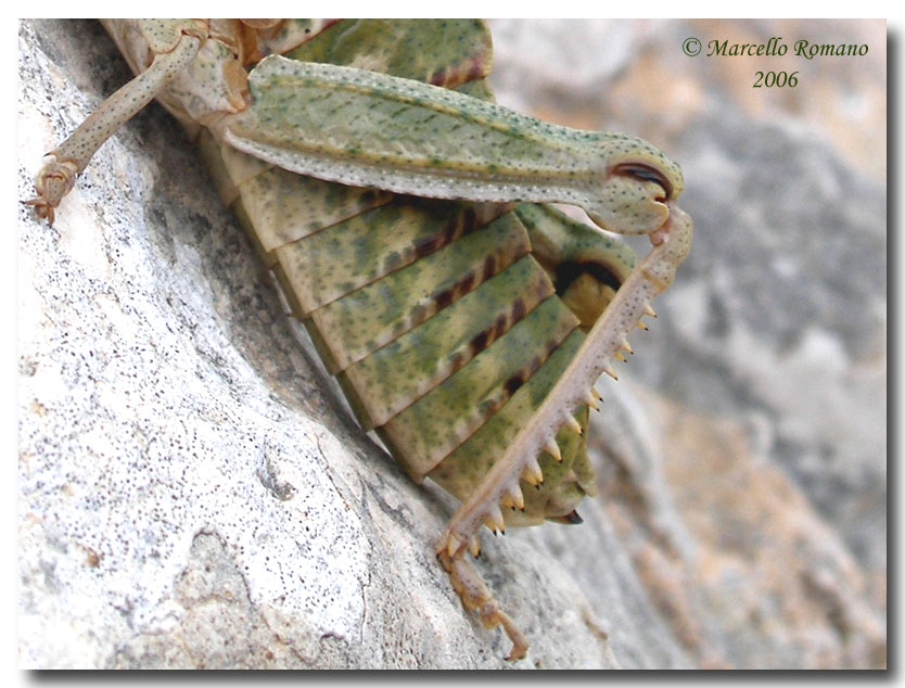 Pamphagus marmoratus